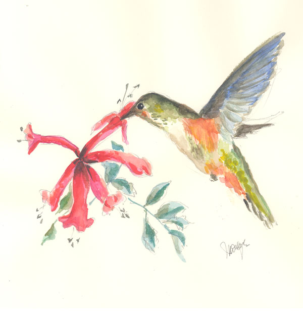 Watercolor drawing of hummingbird